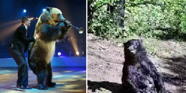 Après 25 ans dans un cirque l ours aime se sécher au soleil après un